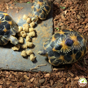 Sustrato para tortugas de corteza