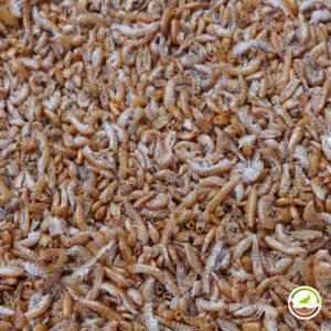 Gammarus para tortugas de agua