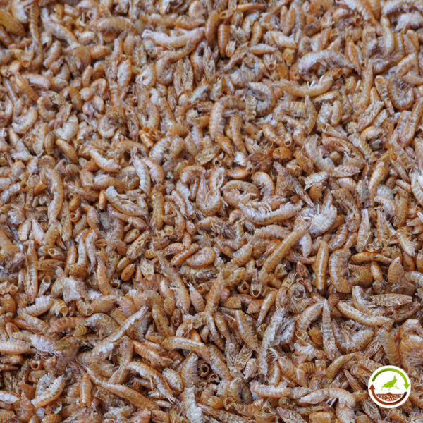 Gammarus para tortugas de agua