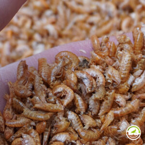 Gammarus para tortugas de agua