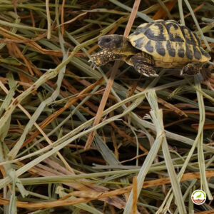 Heno para tortugas de tierra 1kg