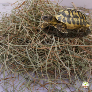 heno para tortugas de tierra