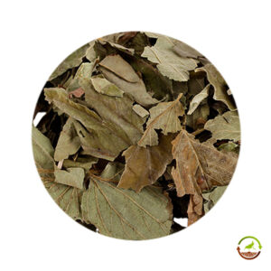 Hojas de avellana deshidratadas saco 10kg