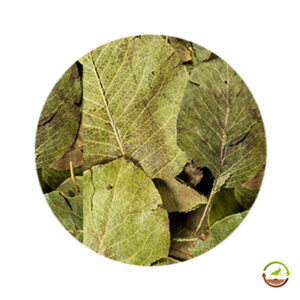 Hojas de pera deshidratadas saco 12kg