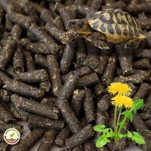 Pienso de diente de león para tortugas