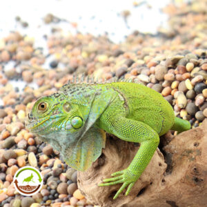 Semillas para reptiles herbívoros